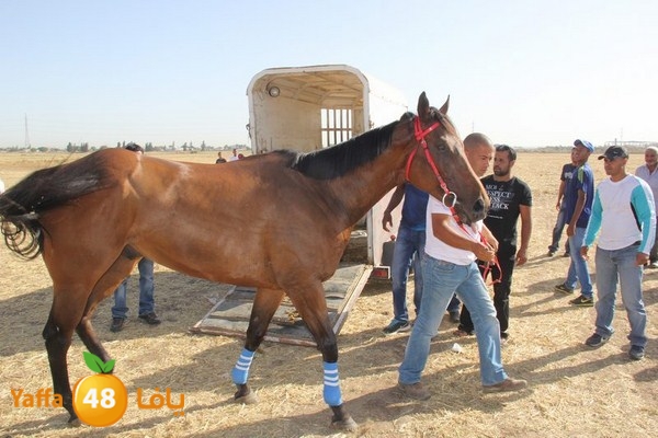 horse race 0602 (10).JPG